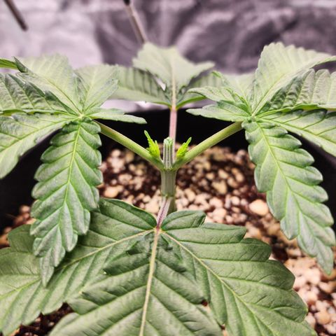 Runtz Muffin #2 growlog timeline photo