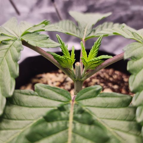 Runtz Muffin #2 growlog photo: Mainlines are growing out.
