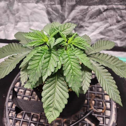 Runtz Muffin #2 growlog photo: Too crowded. So I removed the first node. Waiting on third to be ready for topping.