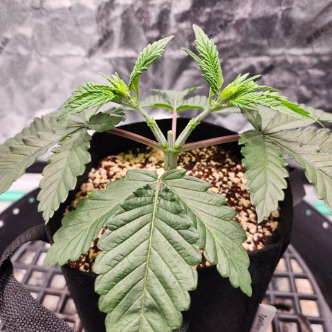Runtz Muffin #2 growlog timeline photo