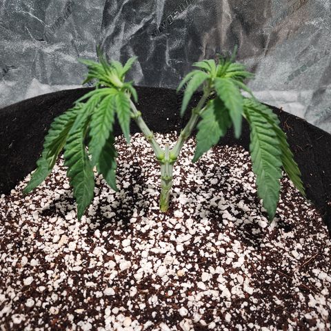 Runtz Muffin #2 growlog timeline photo