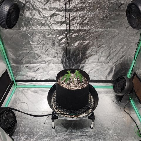 Runtz Muffin #2 growlog timeline photo