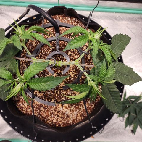Runtz Muffin #2 growlog photo: Mainlining LST