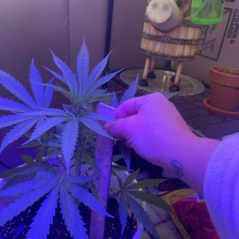 Ozzy growlog timeline photo