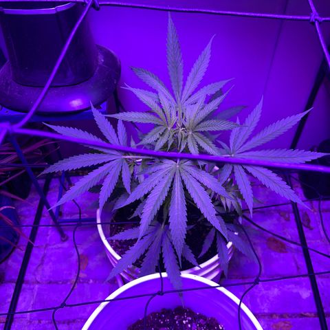 Ozzy growlog timeline photo