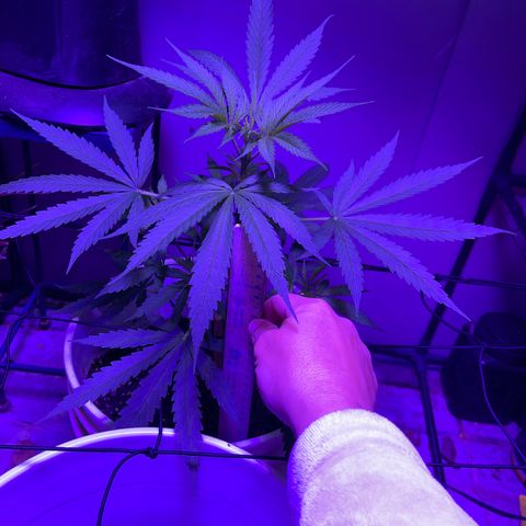 Ozzy growlog timeline photo