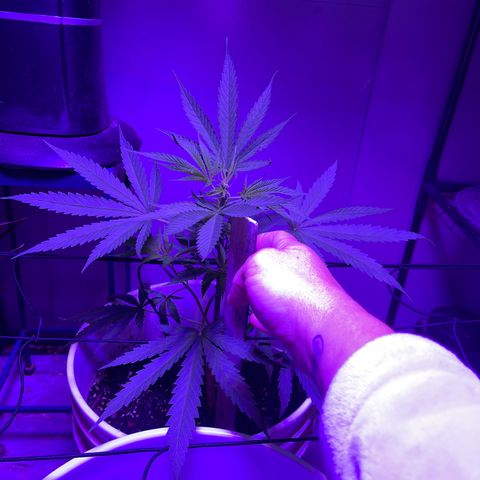Ozzy growlog timeline photo