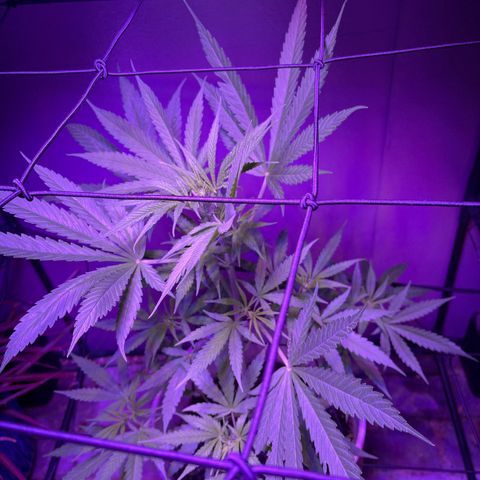 Ozzy growlog timeline photo
