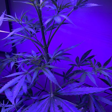 Ozzy growlog timeline photo