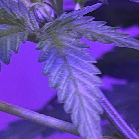 Ozzy growlog timeline photo