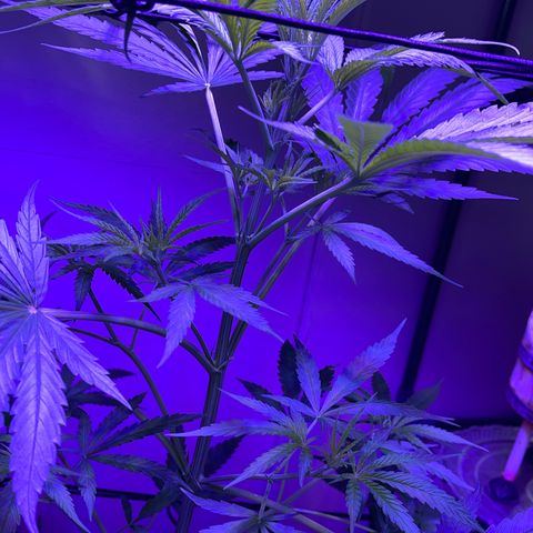 Ozzy growlog timeline photo