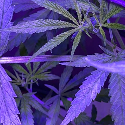 Ozzy growlog timeline photo