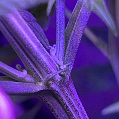 Ozzy growlog timeline photo