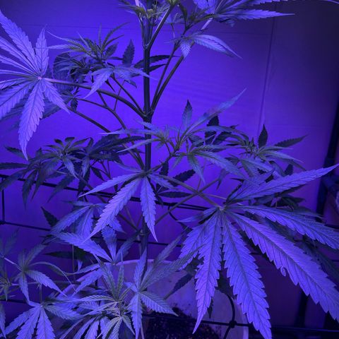 Ozzy growlog timeline photo