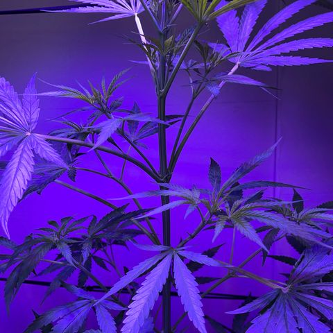 Ozzy growlog timeline photo
