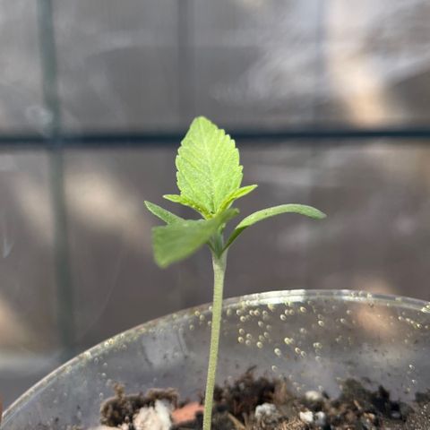 Ozzy growlog timeline photo