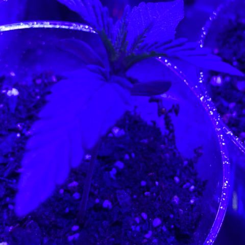 Ozzy growlog timeline photo