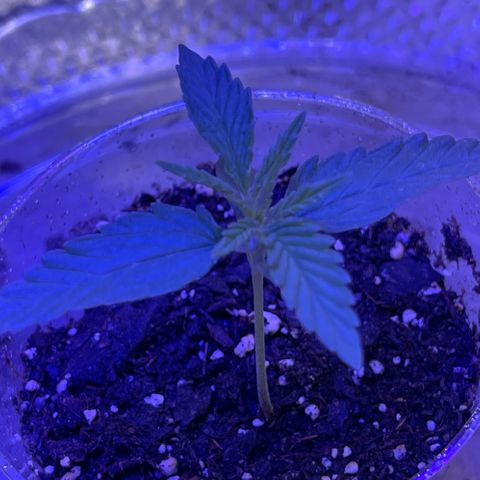 Ozzy growlog timeline photo