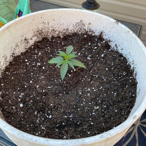 Ozzy growlog timeline photo