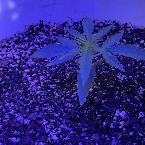 Ozzy growlog timeline photo