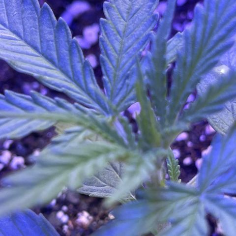 Ozzy growlog timeline photo