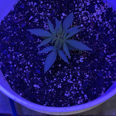 Ozzy growlog timeline photo
