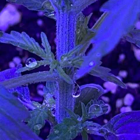 Ozzy growlog timeline photo