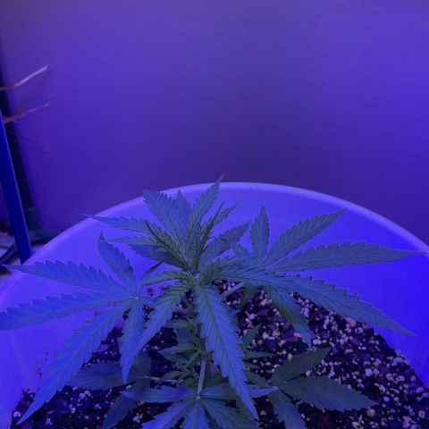 Ozzy growlog photo: Pre trim