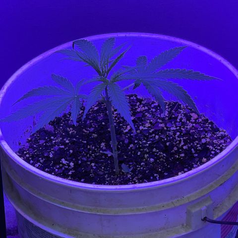 Ozzy growlog photo: Post trim