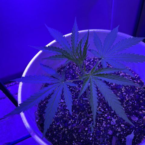 Ozzy growlog timeline photo