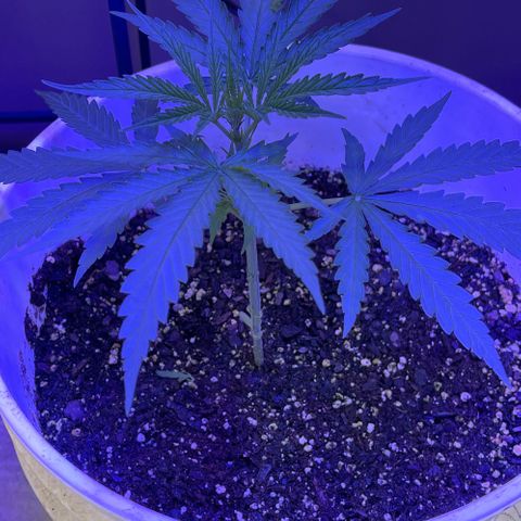 Ozzy growlog timeline photo