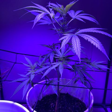 Ozzy growlog timeline photo