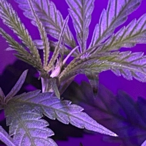 Ozzy growlog timeline photo