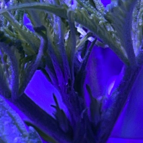 Ozzy growlog timeline photo