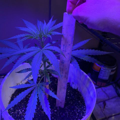 Ozzy growlog timeline photo