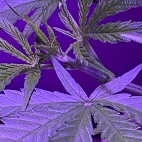 Ozzy growlog timeline photo