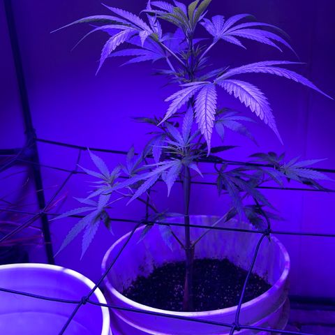 Ozzy growlog timeline photo