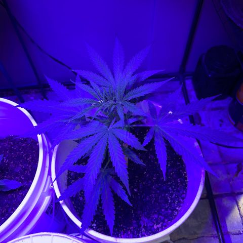Ozzy growlog timeline photo