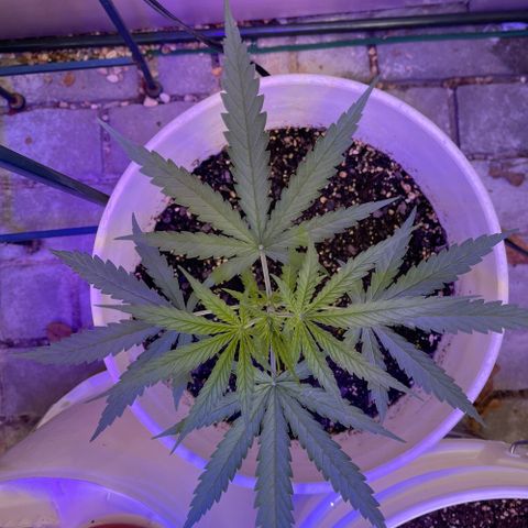 Ozzy growlog timeline photo