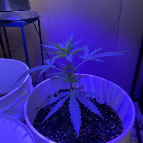 Ozzy growlog timeline photo