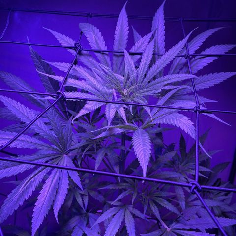 Ozzy growlog timeline photo