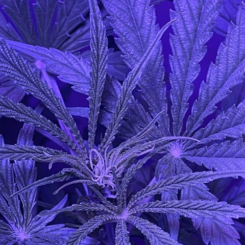 Ozzy growlog timeline photo