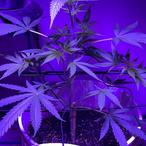 Ozzy growlog timeline photo