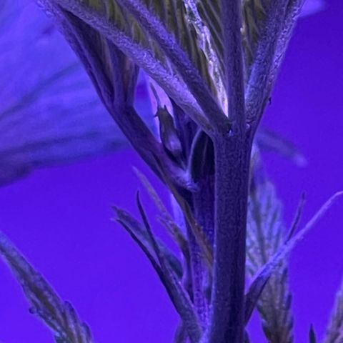 Ozzy growlog timeline photo