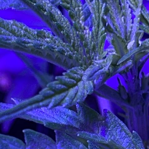 Ozzy growlog timeline photo