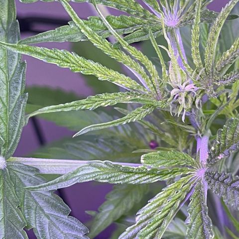 Ozzy growlog timeline photo