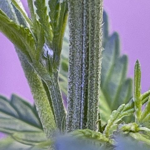 Ozzy growlog timeline photo