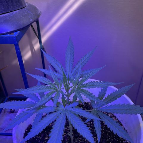 Ozzy growlog timeline photo