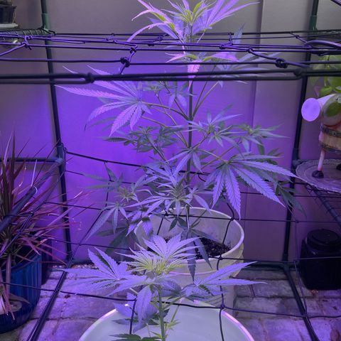 Ozzy growlog timeline photo