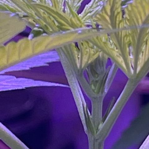 Ozzy growlog timeline photo